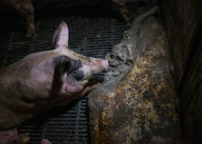 Kannibalisme. En gris spiser på et grisekadaver. Den døde grisen ser ut til å ha ligget lenge i bingen.